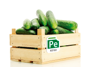 Pepino